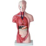 Sant Kuee 11 Inç Insan Torso Vücut Modeli Anatomi Anatomik Öğrenci Öğretim Çalışması Için Iç Organlar Montaj Modeli (Yurt Dışından) - Fotoğraf Rengi