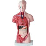 Sant Kuee 11 Inç Insan Torso Vücut Modeli Anatomisi Anatomik Iç Organlar Öğrenci Öğretim Çalışması Montaj Modeli (Yurt Dışından) - Renkli