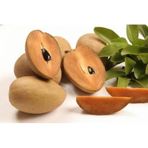 SAPODILLA MEYVESİ TOHUMU*