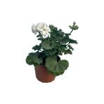 Sardunya Çiçeği Fidanı 10-20 Cm