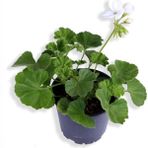 Sardunya Çiçeği Fidanı - Pelargonium - Beyaz Renk 10-20 Cm