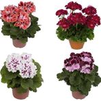 Sardunya Çiçeği Fidesi 10-20 cm 3 Adet