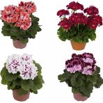 Sardunya Çiçeği Fidesi Fidanı 10-20 Cm 3 Adet