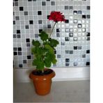 Sardunya Çiçeği Fidesi (Fuşya) 10-20 cm