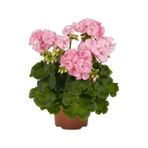 Sardunya Çiçeği Fidesi Pembe Renk 10-20 Cm