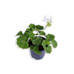 Sardunya Çiçeği Saksı'Da - Pelargonium - Beyaz Renk