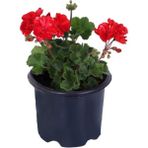 Sardunya Çiçeği Saksı'da - Pelargonium - Kırmızı Renk 10-20 Cm