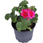 Sardunya Çiçeği Saksı'da - Pelargonium - Koyu Pembe Renk