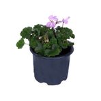 Sardunya Çiçeği Saksı'da - Pelargonium - Pembe Renk