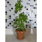 Sardunya Itır Çiçeği Fidanı 10-20 Cm