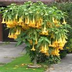 Sarı Angel Trumpet Tohumu Ekim Seti 3 Tohum Meleklerin Borozanı Tohumu Saksı Toprak Kombin