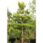 Sarı Çam (pinus Sylvestris) Ağacı Tohumu -50 Adet