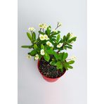 Sarı Dikenler Tacı 10-20 Cm Japon Iğnesi Euphorbia Milii
