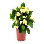 Sarı Dikenler Tacı Çiçeği 10-20 Cm Tüplü Çiçekli Bodur Bitkiler Yellow Euphorbia Milli