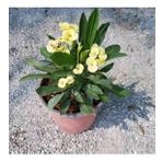 Sarı Dikenler Tacı Japon İğnesi Euphorbia Milli