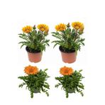 Sarı Gazanya Çiçeği 2 Adet+Turuncu Gazanya 2 Adet Saksılı 10-20Cm Balkon Bitkisi, BTS0101NA1355