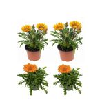 Sarı Gazanya Çiçeği 2 Adet+Turuncu Gazanya 2 Adet Saksılı 10-20Cm Balkon Bitkisi, SRD03022025BYB60