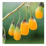 Sarı Goji Berry Fidanı 2- 3 Yaş