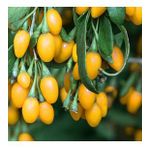 SARI GOJİ BERRY FİDANI 5 ADET