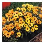 Sarı Golden Yellow Afrika Papatyası Çiçeği Tohumu(30 tohum)