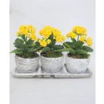 Sarı Kalanşo Kalanchoe & Eskitme Trio Curve Beton Saksıda Hediyelik Canlı Çiçek BALFLOWERDESİGN-3134