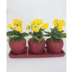 Sarı Kalanşo Kalanchoe & Kırmızı Trio Curve Beton Saksıda Hediyelik Canlı Çiçek BALFLOWERDESİGN-3136