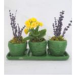 Sarı Kalanşo Kalanchoe & Kokulu Lavanta & Yeşil Trio Curve Beton Saksıda Hediyelik Canlı Çiçek BALFLOWERDESİGN-3140