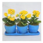 Sarı Kalanşo Kalanchoe & Mavi Trio Curve Beton Saksıda Hediyelik Canlı Çiçek BALFLOWERDESİGN-2577