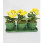 Sarı Kalanşo Kalanchoe & Yeşil Trio Curve Beton Saksıda Hediyelik Canlı Çiçek BALFLOWERDESİGN-3142