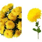 Sarı Kasımpatı Çiçeği Fidanı 10-20 cm