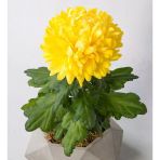 Sarı Kasımpatı Fidanı Krizantem Chrysanthemum 10-20 Cm
