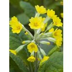 Sarı Mart Çiçeği Ayıkulağı Tohumu Primula Auricula 50 Adet