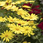 Sarı Osteospermum Afrika Papatyası Çiçeği Tohumu -50tohum