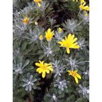SARI PAPATYA EURYOPS 10 ADET - ÇOK YILLIK DIŞ MEKAN ÇİÇEĞİ