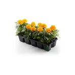 Sarı Renk Çıtır Kadife Çiçeği Saksılı/tüplü 10 Adet 10-15CM Bahçe Balkon Çiçeği
