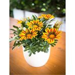 Sarı Renk Gazanya Çiçeği 1 Adet Saksılı/Tüplü(15-25 cm) Çiçekli Balon Bitkisi