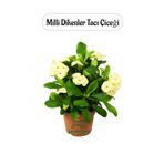 Sarı Renk Milii Dikenler Tacı Çiçeği 1 Adet Saksılı (Yellow Euphorbia Milii)