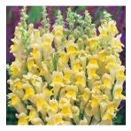 Sarı Renkli Aslanağzı Antirrhinum Braun-blanquetii Tohumu (20 tohum)