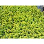 SARI SEDUM 180 ADET - YER ÖRTÜCÜ ÇOK YILLIK BİTKİ