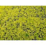 Sarı Sedum 5 Adet - Yer Örtücü Çok Yıllık Bitki