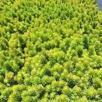SARI SEDUM 90 ADET - YER ÖRTÜCÜ ÇOK YILLIK BİTKİ