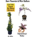 Sarı Yasemin Çiçeği+Mor Salkım Ağacı Fidanı+Telgraf Çiçeği Hediyeli Peyzaj Seti