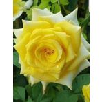 Sarı Yediveren Gül Fidanı 10-30 Cm
