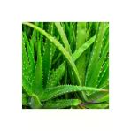 Sarısabır Aloe Vera (Alovera) Fidanı 10-20 Cm