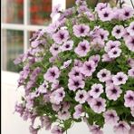 Sarkici Fortado Purple Vein Petunya Cicegi Fidesi (2 Adet Fide)