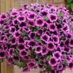 Sarkici Fortado Violet Bicolor Petunya Cicegi Fidesi (2 Adet Fide)