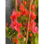 Sarmaşık Begonvil Çiçeği Mercan Rengi 40 50 Cm 1 Adet Saksılı Çiçekli Bitki Bougainvillea