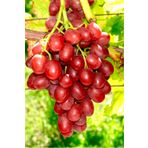 Sarmaşık Cins Red Globe Tatlı Üzüm Bitkisi Fidanı Tüplü Dikime Hazır 20-40Cm