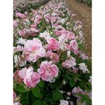 Sarmaşık Gül Fidanı 10-20 Cm