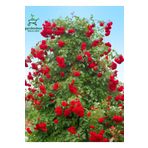 Sarmaşık Gül Fidanı Formlu 1 Adet Saksılı/Tüplü 50-80Cm, GDB140624NA110
